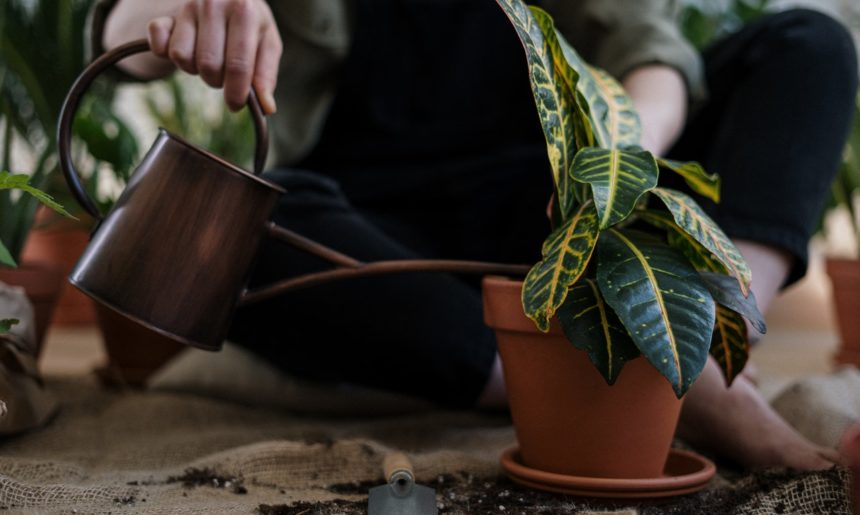 Trucos para el mantenimiento de tus plantas (III)