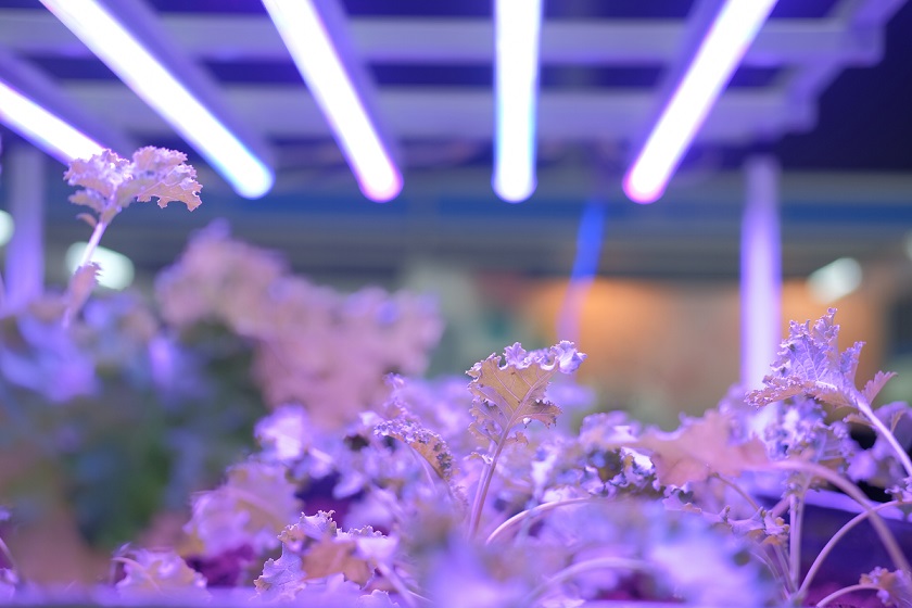¿Luz artificial para tus plantas?