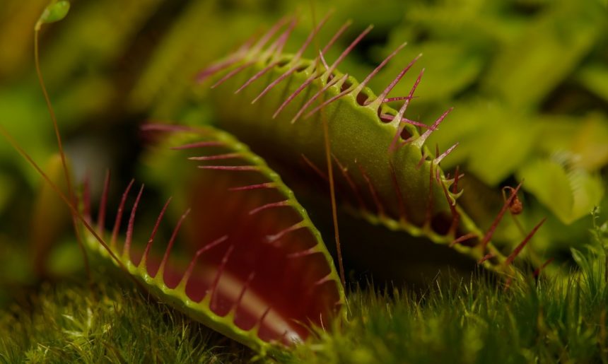 Curiosidades de… Las plantas carnívoras