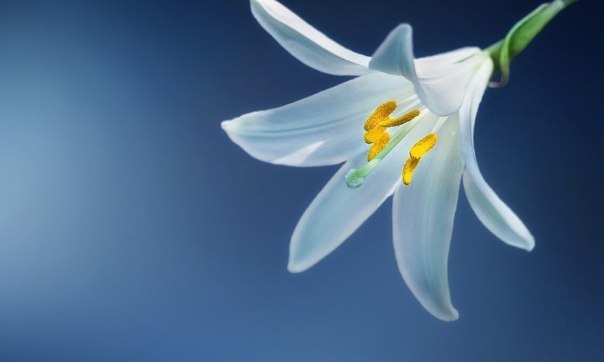 Top 5: las flores más regaladas