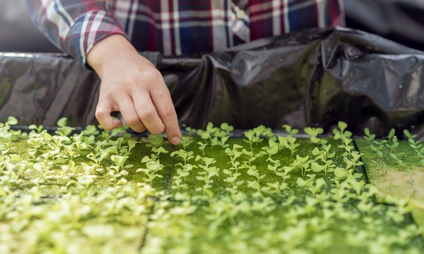 Huerto urbano: qué especies son las mejores