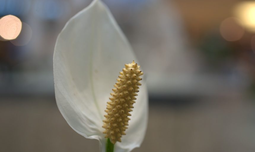 Top 5: las plantas más fáciles de cuidar