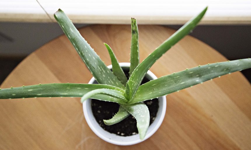 Top 5: plantas más prácticas