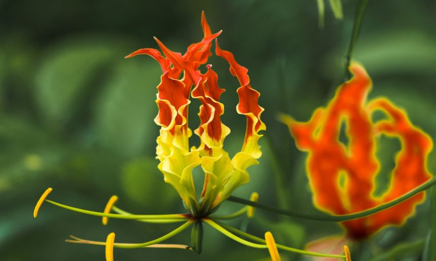 Top 5: flores más caras