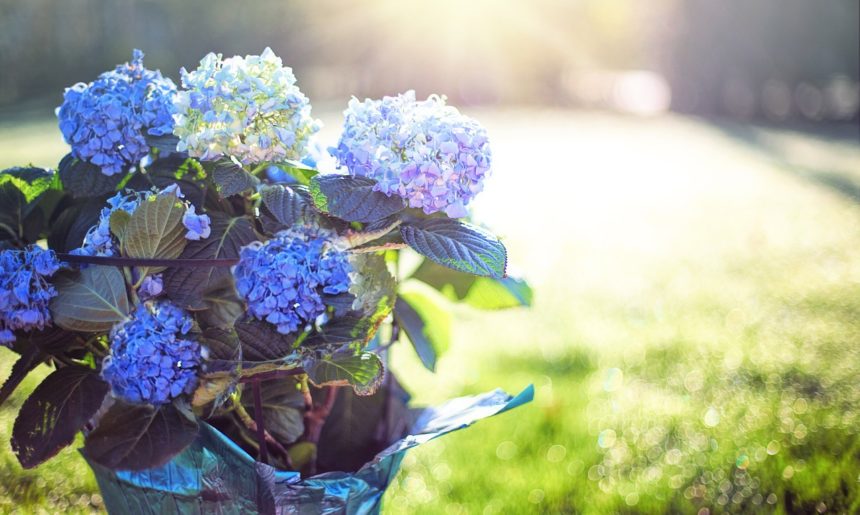 Top 5: plantas que crecen más rápido