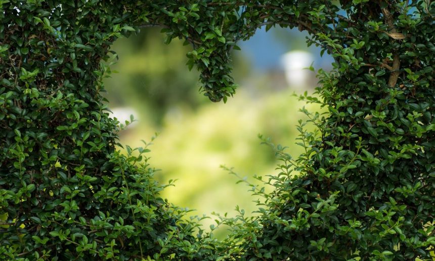 Beneficios de tener plantas en casa (I)