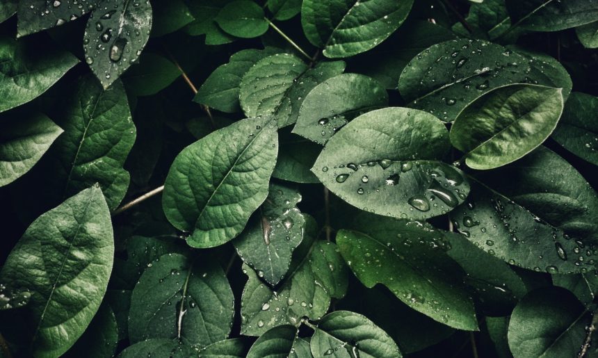 Beneficios de tener plantas en casa (II)