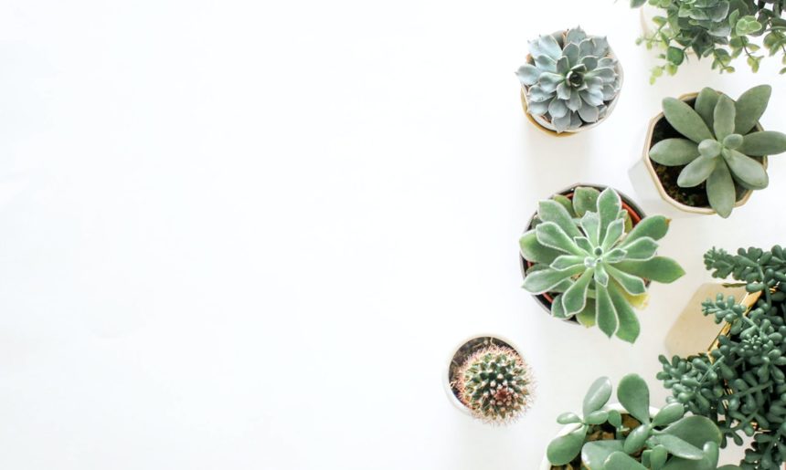 ¿Las plantas necesitan más agua en verano?