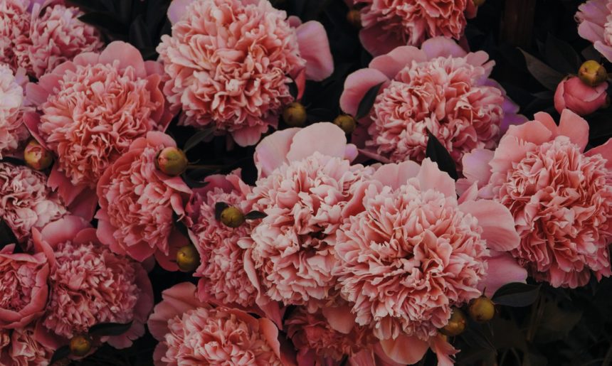 Otras 5 plantas perfectas para verano