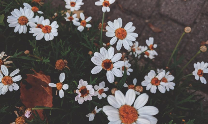 Las 5 plantas más resistentes al SOL del verano