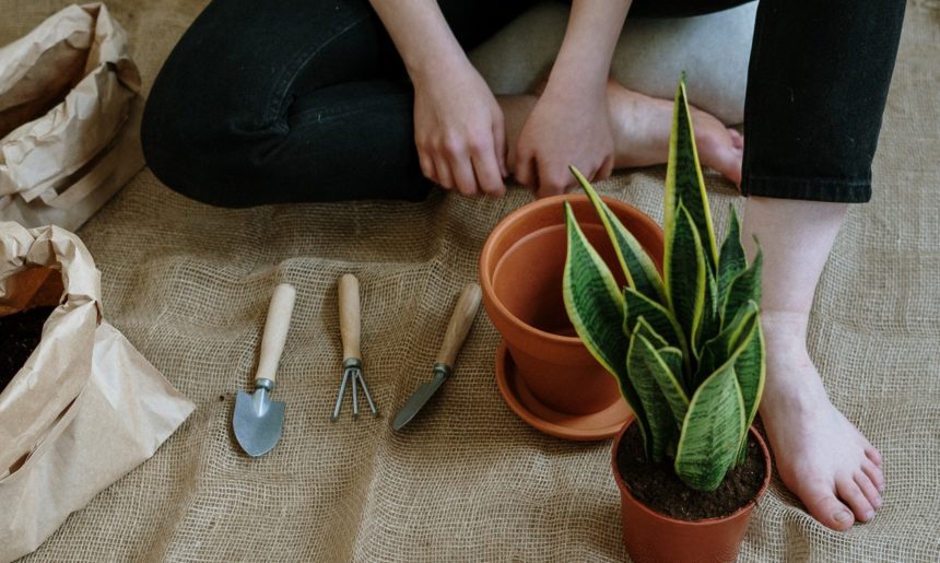 Ayuda a tus plantas contra el calor (I)
