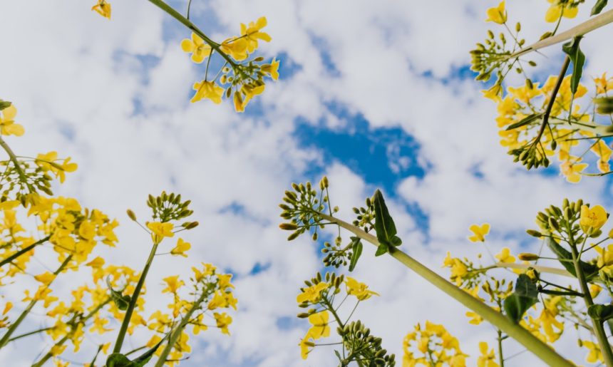 Últimas tendencias en Jardinería y Paisajismo