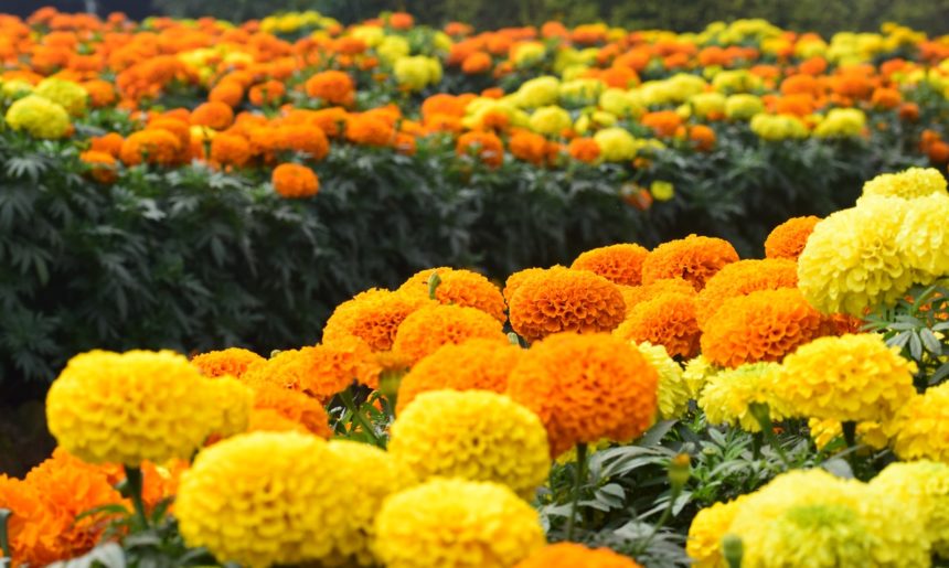 Plantas que florecen en verano