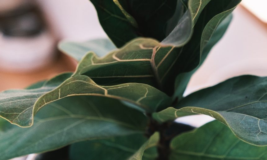 Ayuda a tus plantas contra el calor (II)