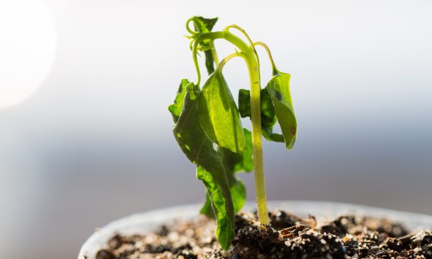¡Mi planta está seca!