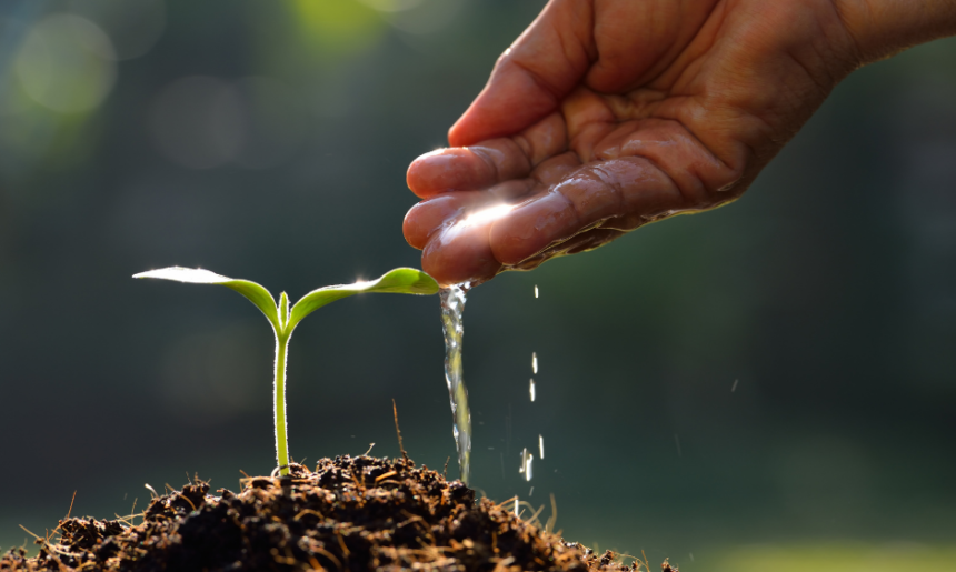Trabajos de jardinería imprescindibles en otoño (I)