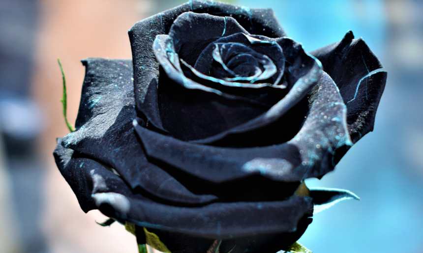 ¿Existen las rosas negras?