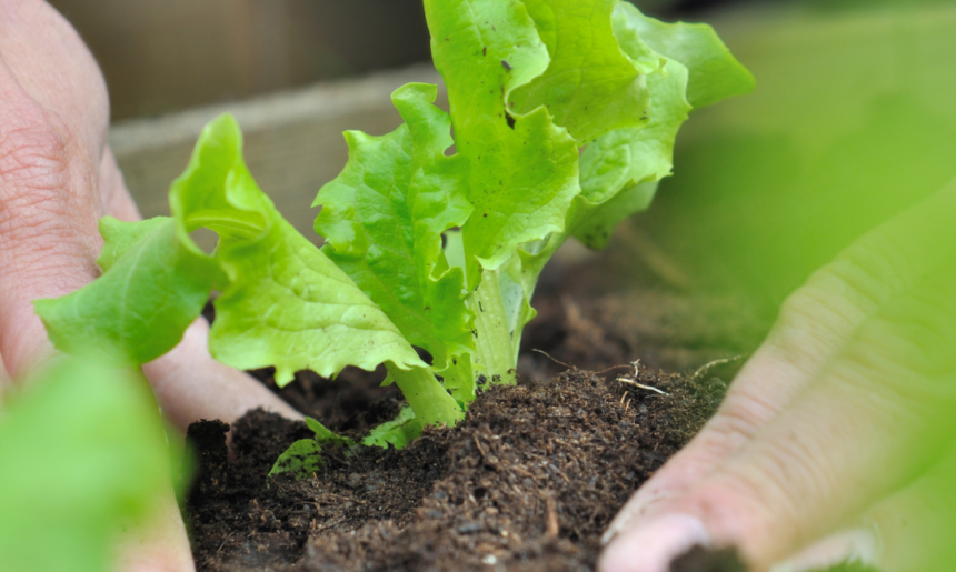 Plantas para sembrar en Noviembre