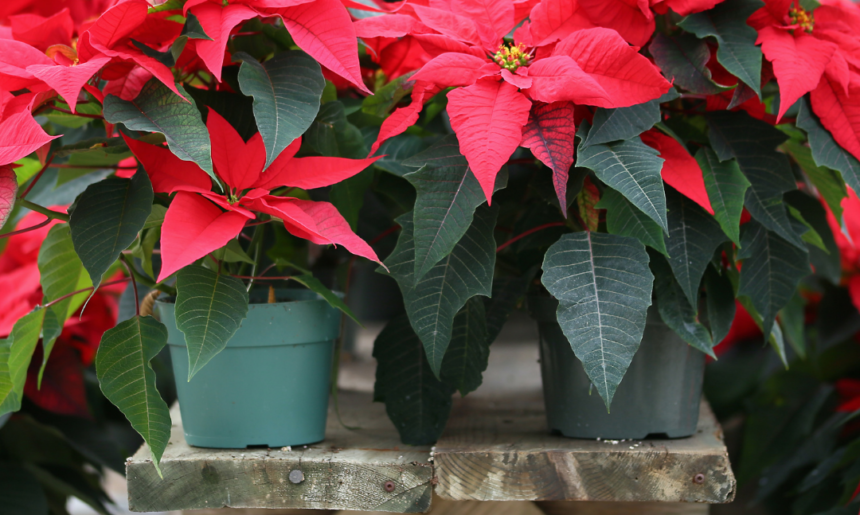 Las 5 flores perfectas para Diciembre