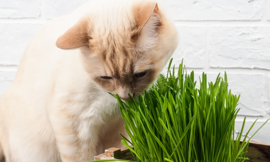 Plantas y animales: el combo perfecto para tu hogar