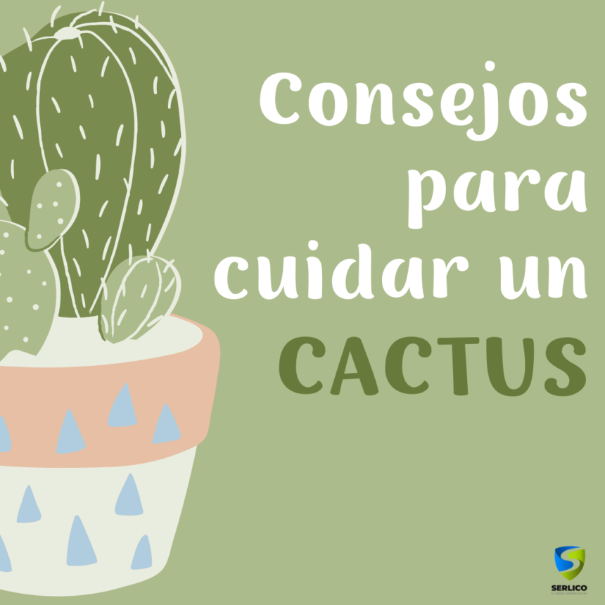 Consejos para cuidar un cactus