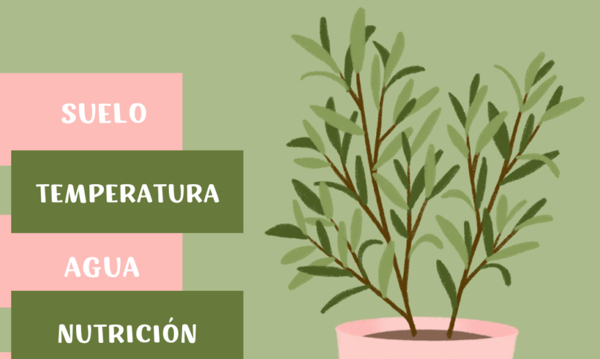 Factores que afectan al crecimiento de una planta