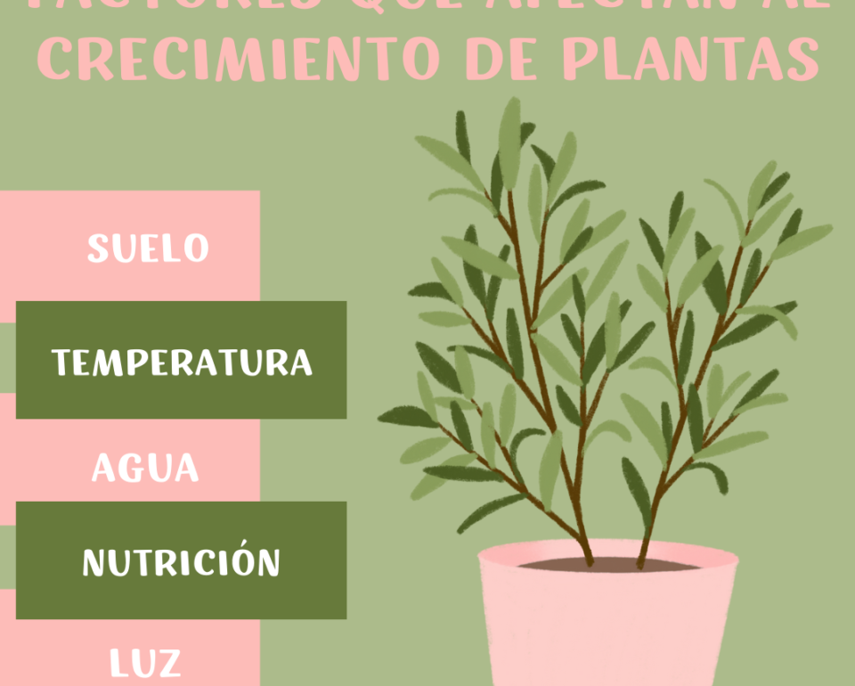Factores que afectan al crecimiento de una planta