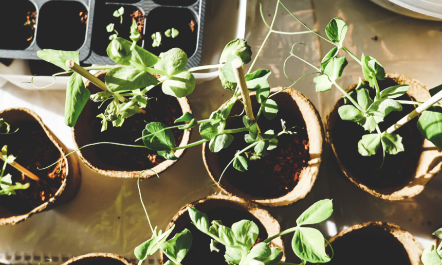 Beneficios de la Jardinería en diversidad funcional (I)