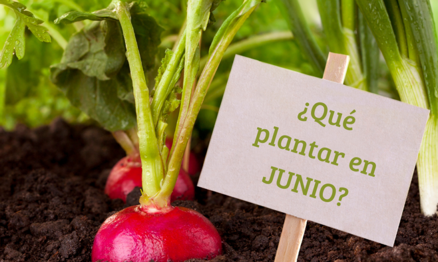 ¿Qué plantar en Junio?