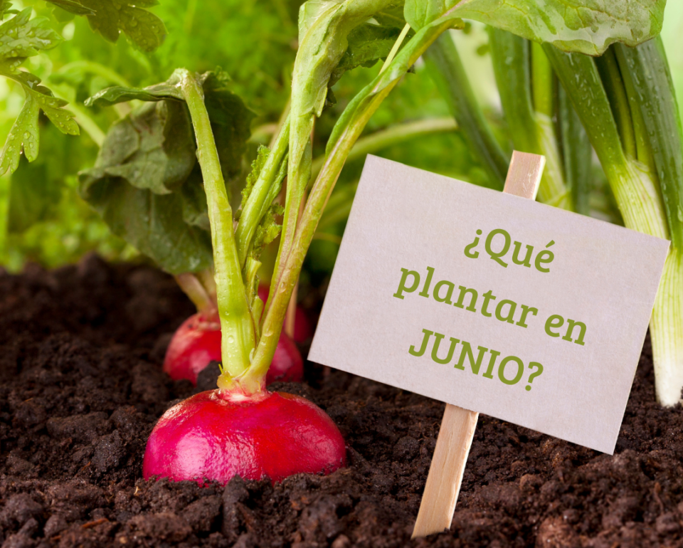 ¿Qué plantar en Junio?