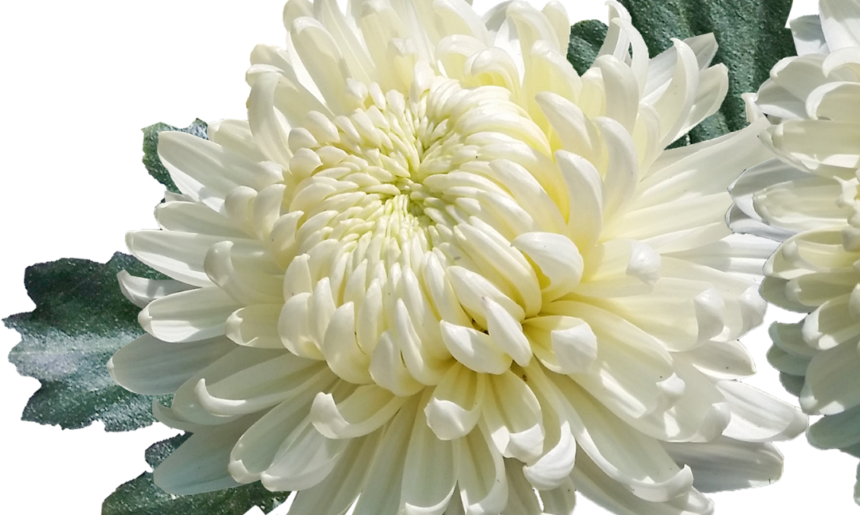 ¿Cuál es la flor más vendida en el mundo?