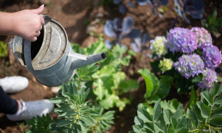 Trucos para ahorrar agua en tu jardín (II)