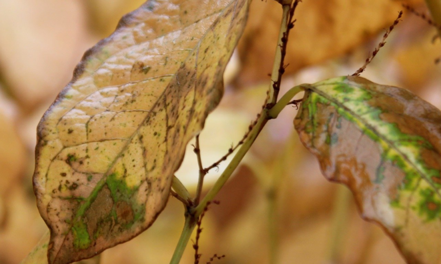 ¿Cómo cortar las hojas secas de una planta?