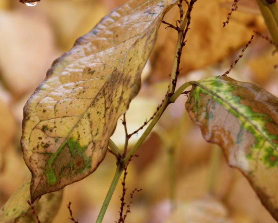 ¿Cómo cortar las hojas secas de una planta?