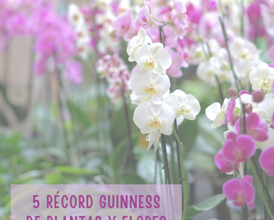 5 Récord Guinness de plantas que no conoces (I)