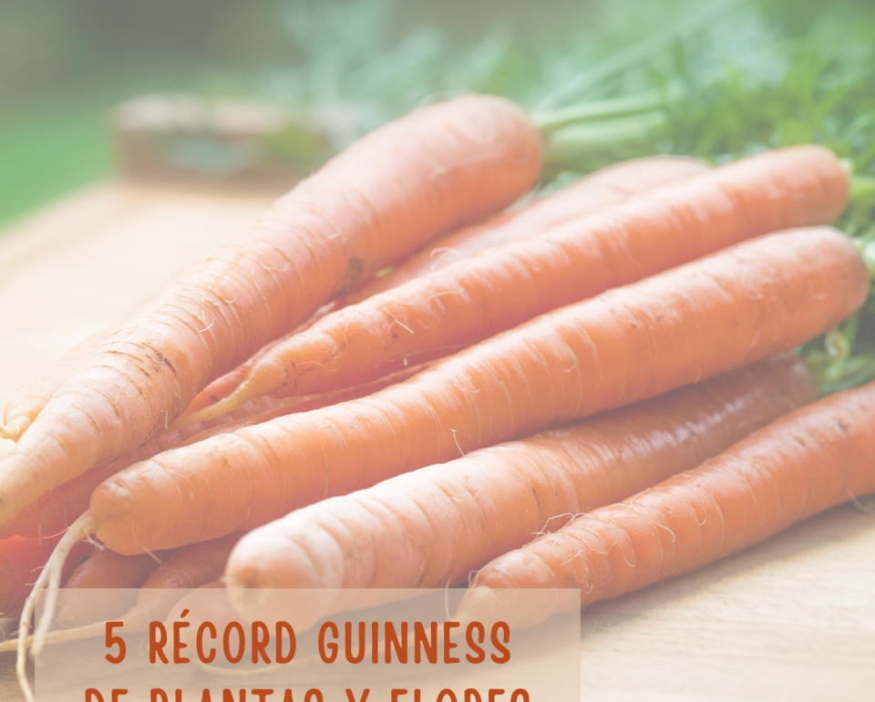 5 Récord Guinness de plantas que no conoces (II)