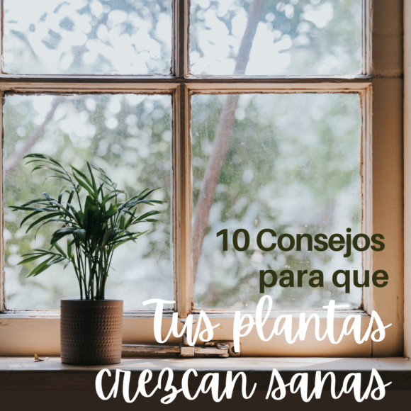 10 consejos para que tus plantas crezcan sanas (I)