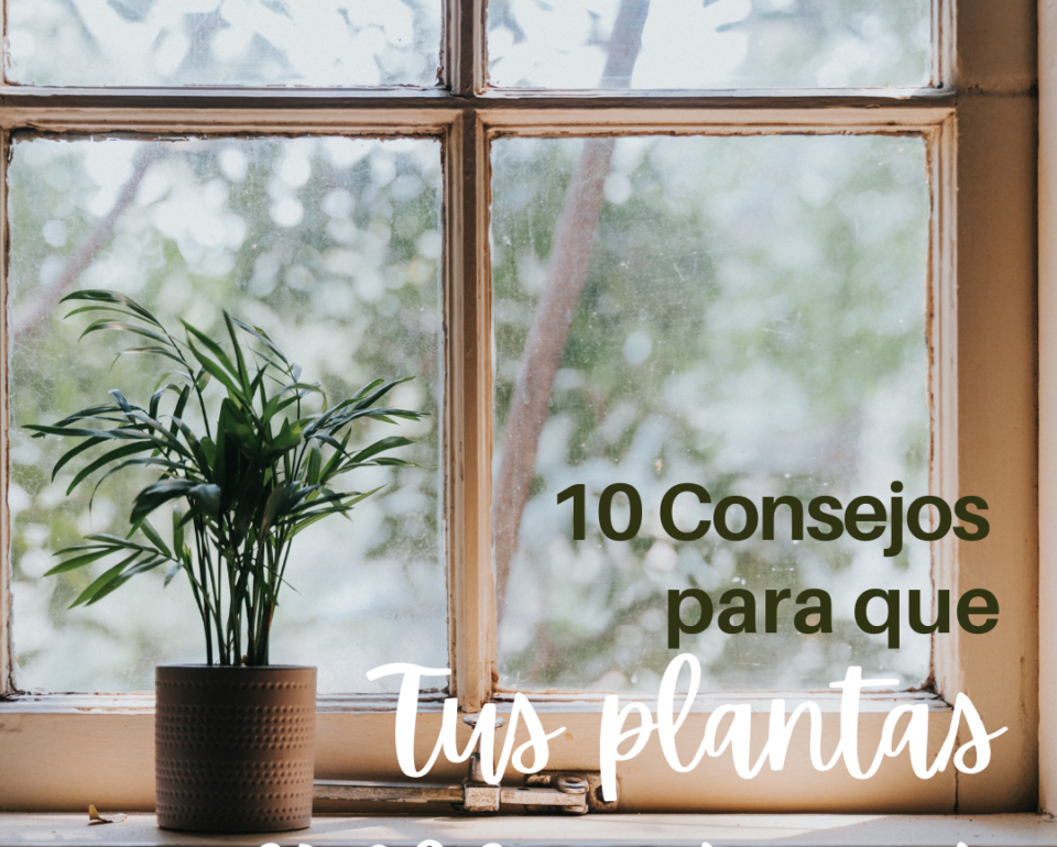 10 consejos para que tus plantas crezcan sanas (I)